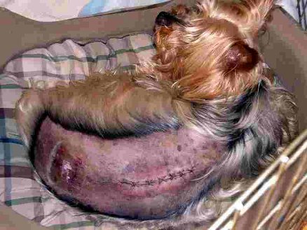 bentleys surgery