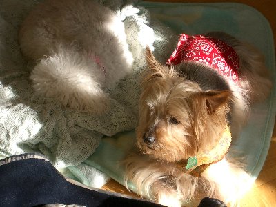 bentley & shelby