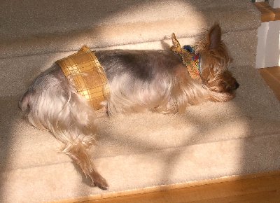 bentley naps
