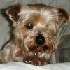 buddy