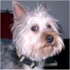 Charlie