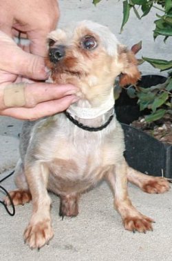 Alvin
