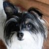 Gizmo