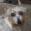 Lila