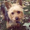 Snickers