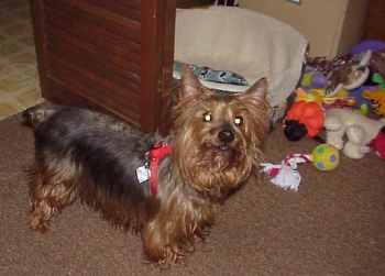 corky