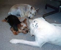 Huggy and pals