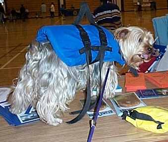 murphy in his life jacket
