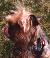 taffy shows her terrier personality