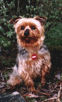taffy
