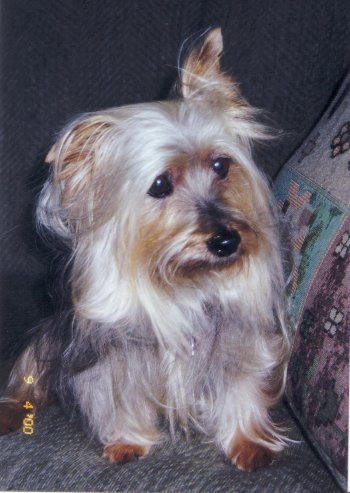 sweet toto