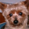 Tuffy
